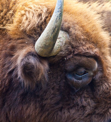 WISENT or EUROPEAN BISON - BISONTE EUROPEO (Bison bonasus) © JUAN CARLOS MUNOZ