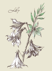 Blooming lily flower in vintage style hand drawing