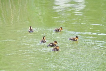 カルガモのヒナ