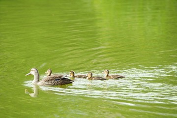 カルガモの親子