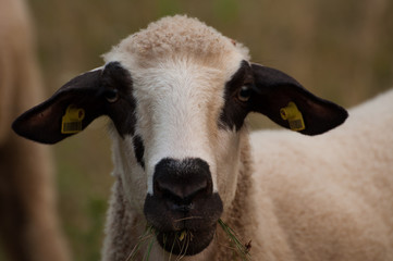Fototapeta premium The sheep in the meadow grass the grass and looks right into the camera