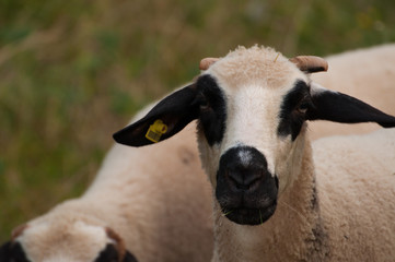 The sheep in the meadow grass the grass and looks right into the camera