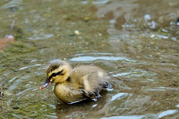 カルガモのヒナ