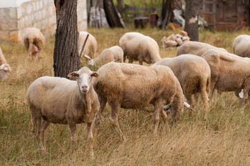 The sheep on the meadow  eat grass