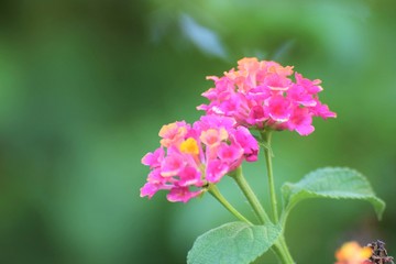 Beautiful lantana varieties mediterranean flowers