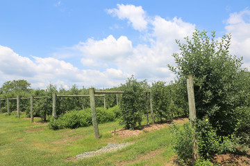 Fototapeta na wymiar green apples on apple tree branch - Image