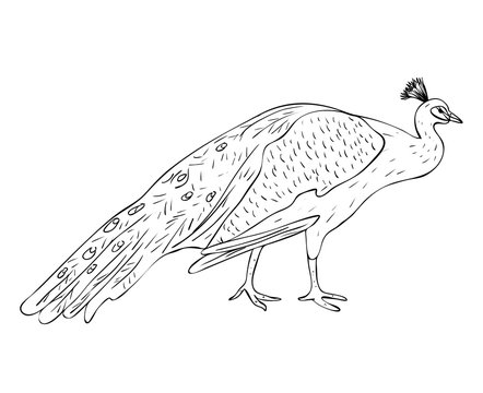 Vector illustration, isolated male peacock in black and white colors, outline original hand painted drawing