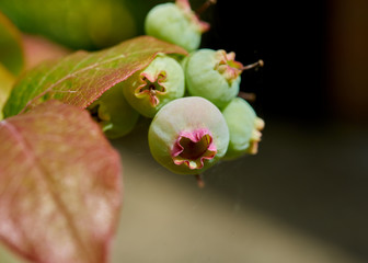 A cluster of vibrant blueberries growing on a summer’s day.