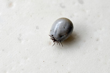 Castor Bean Tick (Ixodes ricinus) full of blood. Humans can become infected with Lyme disease, louping ill, Q fever, and tick-borne encephalitis. Copy space.