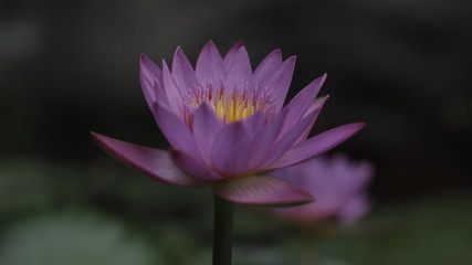 lotus flower purple