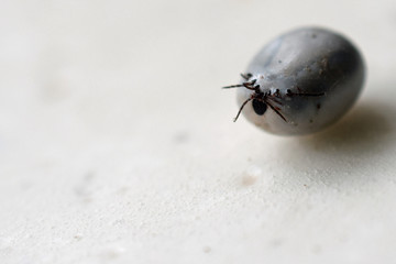 Castor Bean Tick (Ixodes ricinus) upside down, full of blood. Humans can become infected with Lyme disease, louping ill, Q fever, and tick-borne encephalitis. Copy space.