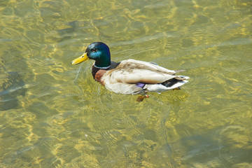 Wild duck in the water on a summer day. The concept of protection of wild animals and the environment.
