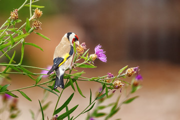 Goldfinch (m) feeding on seeds of Brown Knapweed