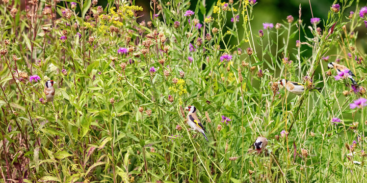 Flock of Goldfinches (m+f) feeding on seeds of Brown Knapweed