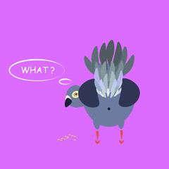 funny pigeon portrait