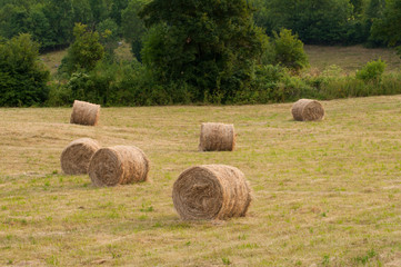 Roll of haystack in a meadow.Nature