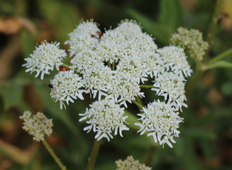 Heracleum sphondylium, commonly known as hogweed, common hogweed or cow parsnip