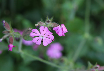 red campion or red catchfly (Silene dioica) flower blooming in spring