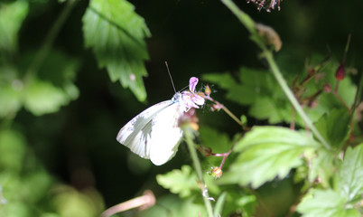 Pieris rapae, the small white butterfly or small cabbage white, sitting on flower