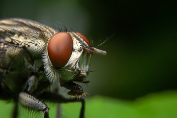 Close up of the Flies on green leaves in the morning. Selective focus of the  House flies on trees...