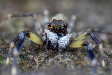 Frewena sp., a cute jumping spider from Australia with large eyes and white palps