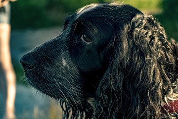 The face of a black dog