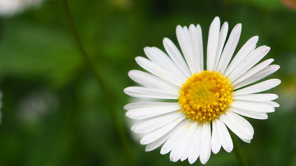 Fototapeta premium a beautiful wild flower