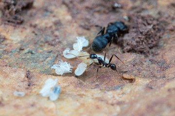 Inside a nest of Pheidole big-headed ants, with pupae, larvae and eggs, under a rock in tropical Australia
