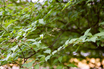 Twigs syringa with green leaves
