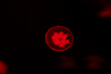 jellyfish in the aquarium