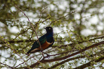 Starling bird, Kenya, Africa. Starling bird