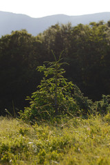 Young Green fir tree in Carpathian forest.