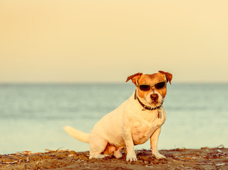 Fototapeta na wymiar Summer beach vacation concept with dog wearing sunglasses sitting on sand