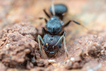 Queen Pheidole big-headed ant, under a rock in tropical Australia