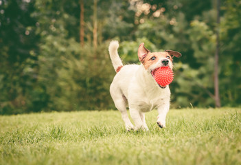 Happy dog caught ball toy and fetches it at backyard lawn