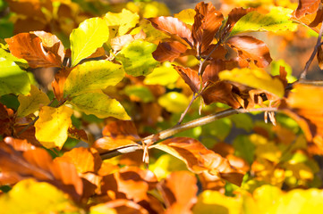 Autumn Colors - Lush Foliage - backgrounds.