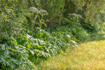 Heracleum mantegazzianum Riesen-B&auml;renklau