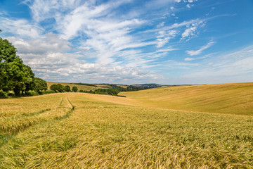 Fototapeta na wymiar A summer farm landscape seen from along the South Downs Way in Sussex