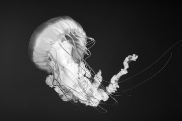 jellyfish (Chrysaora fuscescens or Pacific sea nettle) 
