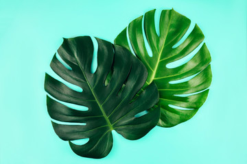 Two tropical jungle monstera leaves isolated on blue background.