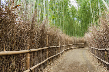 path in Bamboo forest in Arashiyama, Kyoto, Japan