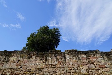Fototapeta na wymiar Steinmauer der Ruine Lauterburg mit Baum vor blauem Himmel und weißer Wolke
