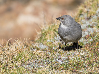 White-winged Diuca-Finch