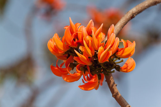 Polash flower in full bloom