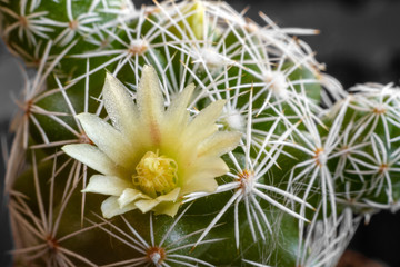 Mammillaria Cactus Flower - Rio de Janeiro, Brasil