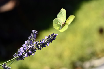 La farfalla sul profumato fiore della lavanda.