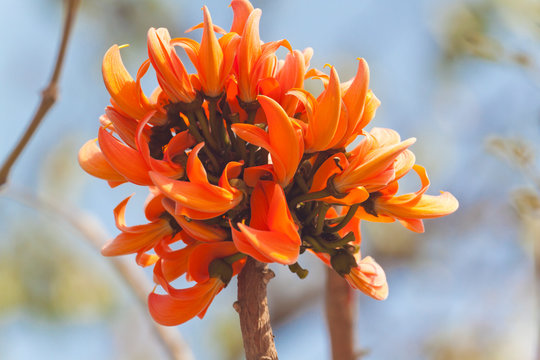 Polash flower in full bloom