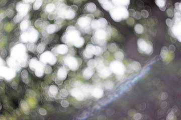 Tree Bokeh 1