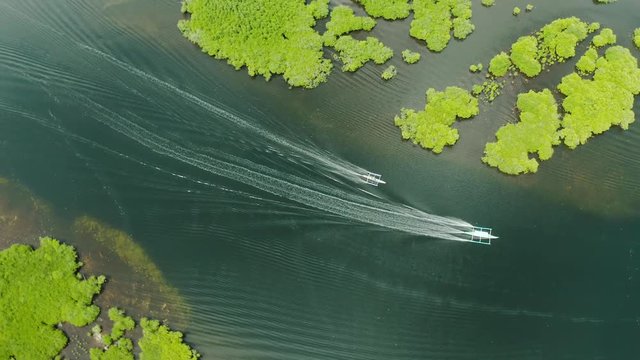 Boats sails in the mangroves among green trees aerial view. Mangrove jungles, trees, river. Mangrove landscape