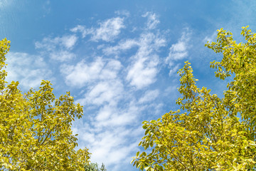 Green foliage background cloudy sky